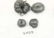 FRUIT